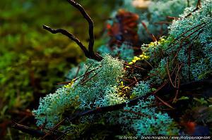 thumb_Lichen_et_mousse_-_foret_des_trois_pignons_-01